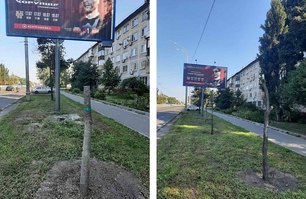 У Києві спиляли молоді дерева, бо вони закривали рекламу. Це не перший випадок (ФОТО)
