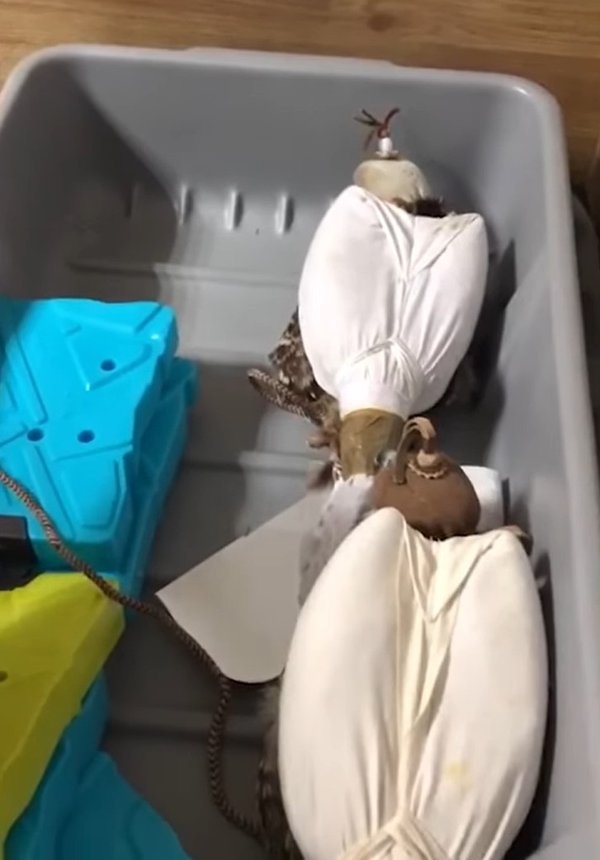 Дуже недобра людина везла в авіабагажі чотирьох живих соколів, замотаних скотчем (ВІДЕО)