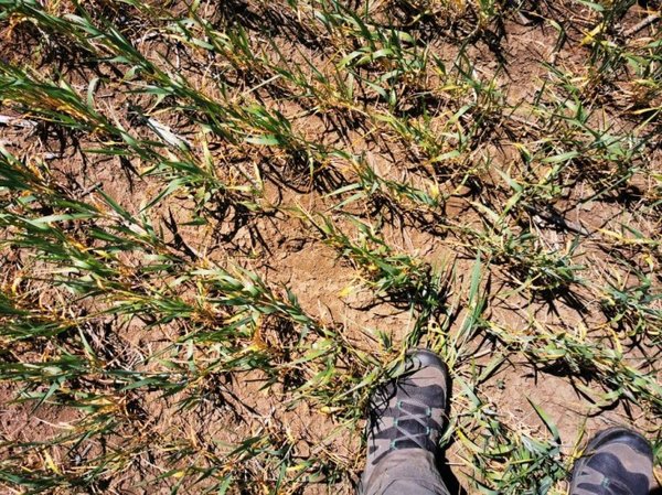 Посуха лякає українських фермерів більше за коронавірус і карантин разом узяті