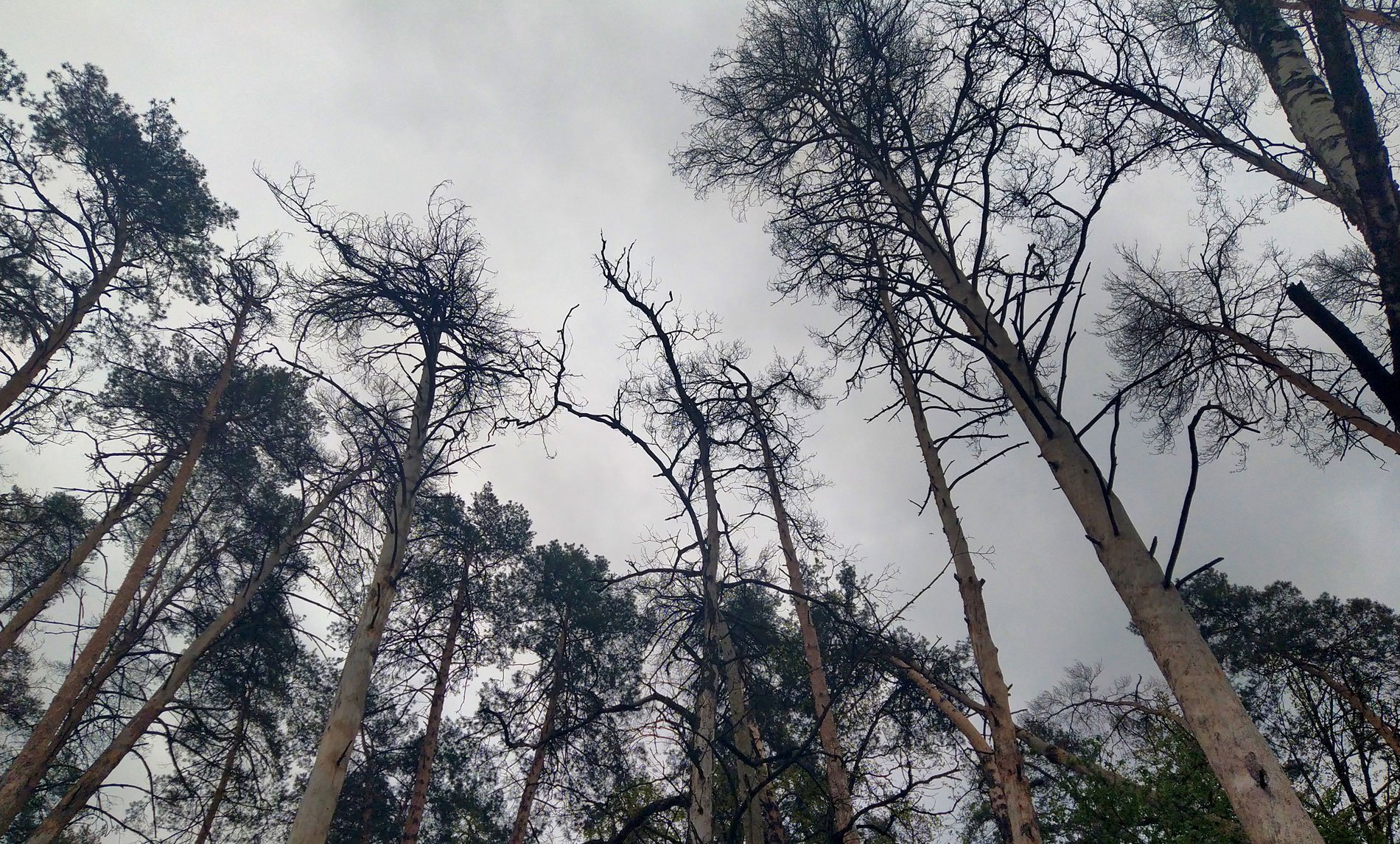 Ліс, ушкоджений пожежею кілька років тому. Пожежа виникла на торфовищі поруч