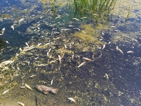 The consequences of pollution of the Seym River. Photo: State Fisheries Agency of Ukraine