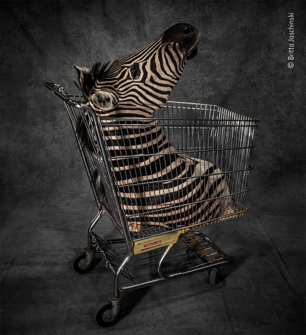 На жаль, природа не очистилася від поганих людей: конфіскована в аеропорту у США голова зебри, перетворена на товар. Britta Jaschinski, Німеччина