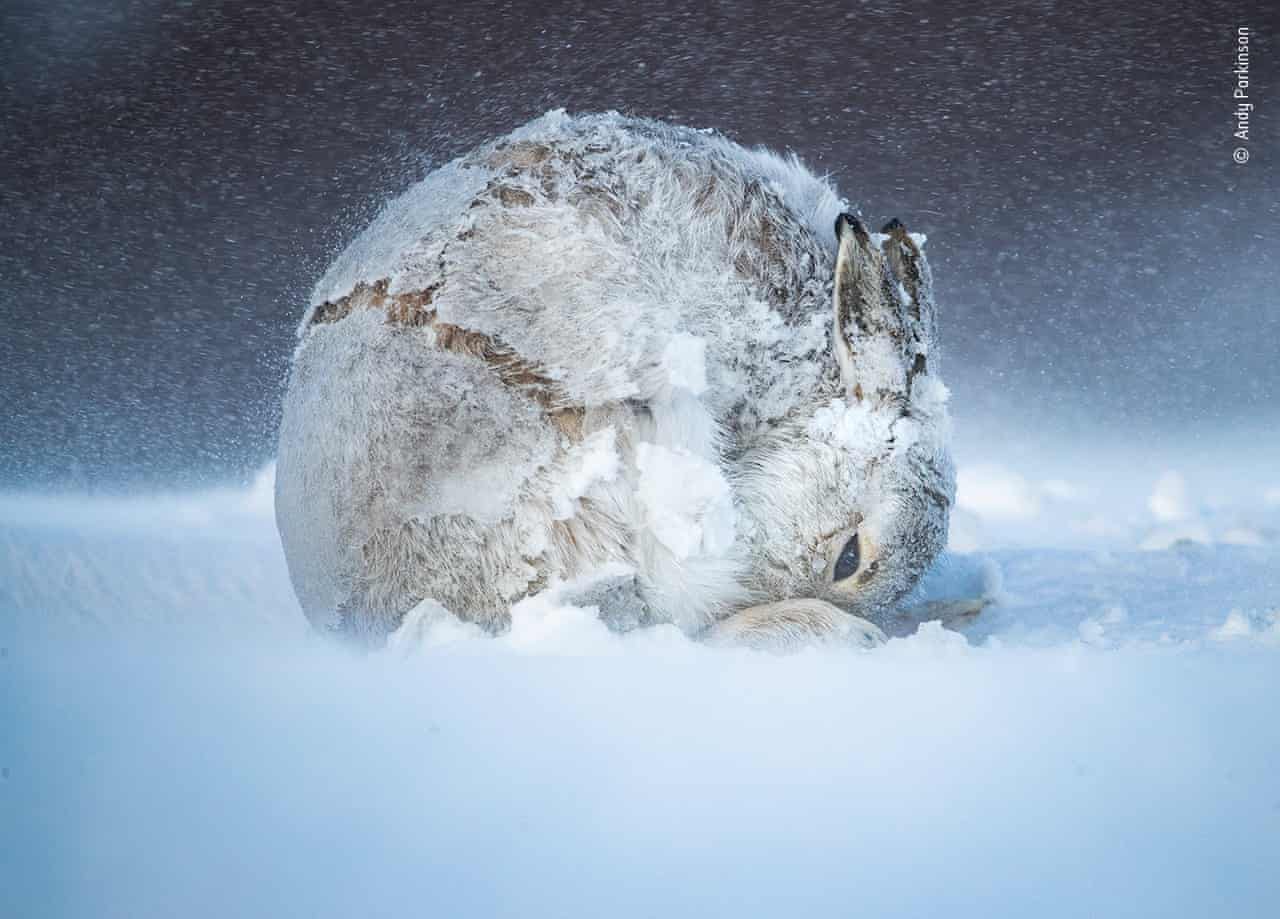 Куля із зайця. Andy Parkinson, Британія. Фото знято взимку в "Хайлендах" Шотландії