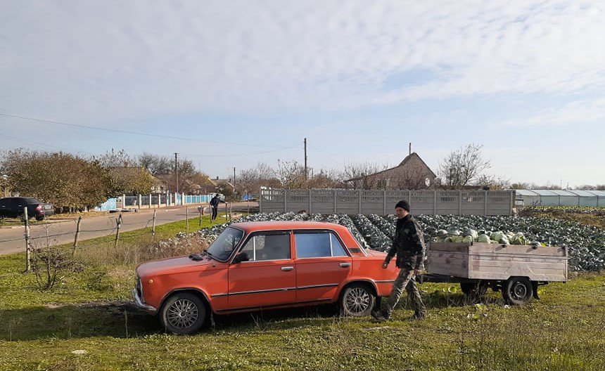 Село Наддніпрянське, Херсонська область. Збір врожаю капусти 25 листопада - і жодного натяку на сніг