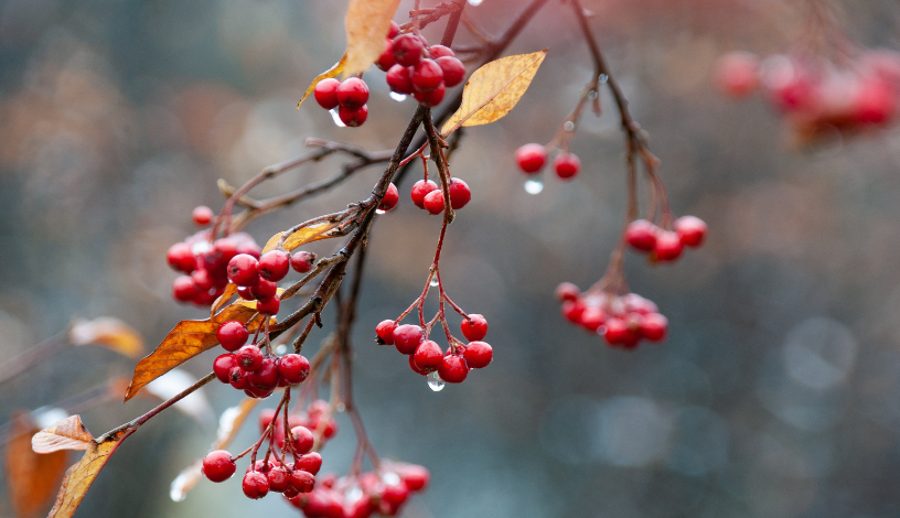 Фото: Синоптик