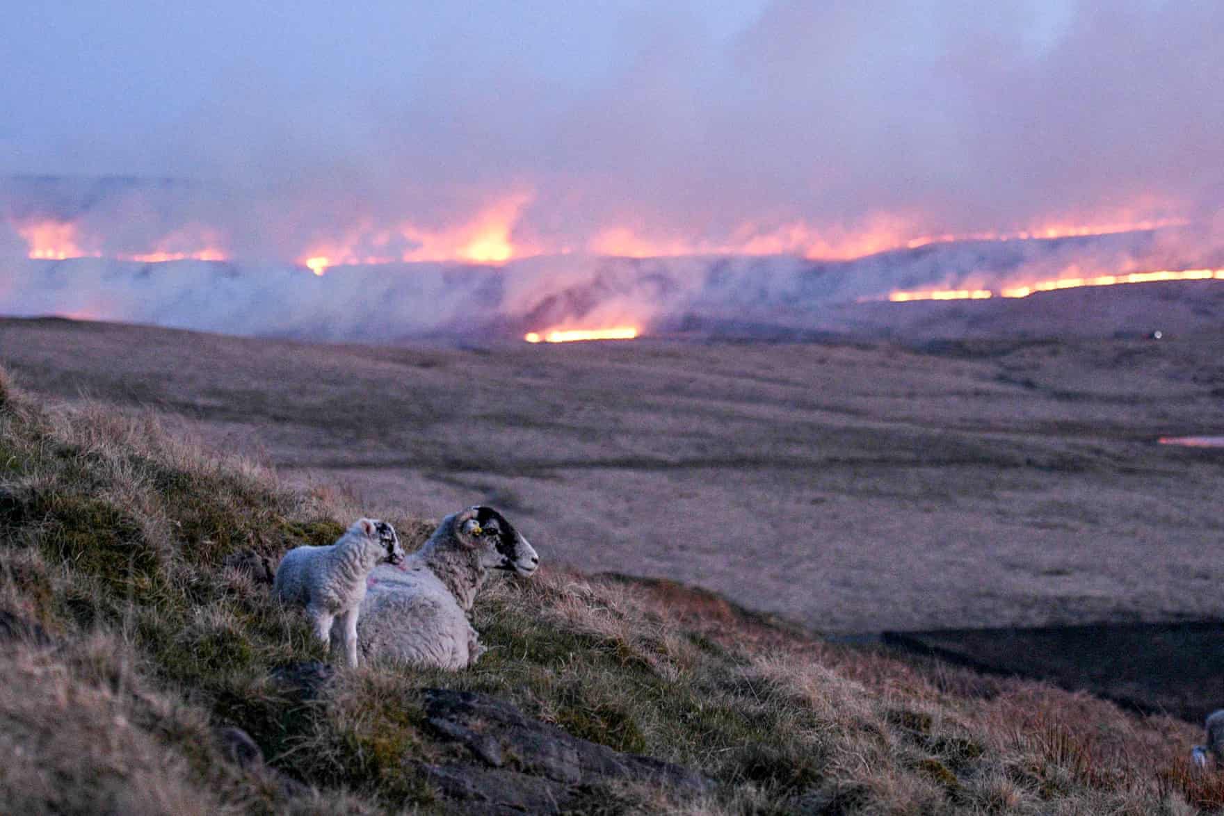 Пожежа полів у Британії.  Oli Scarff/AFP
