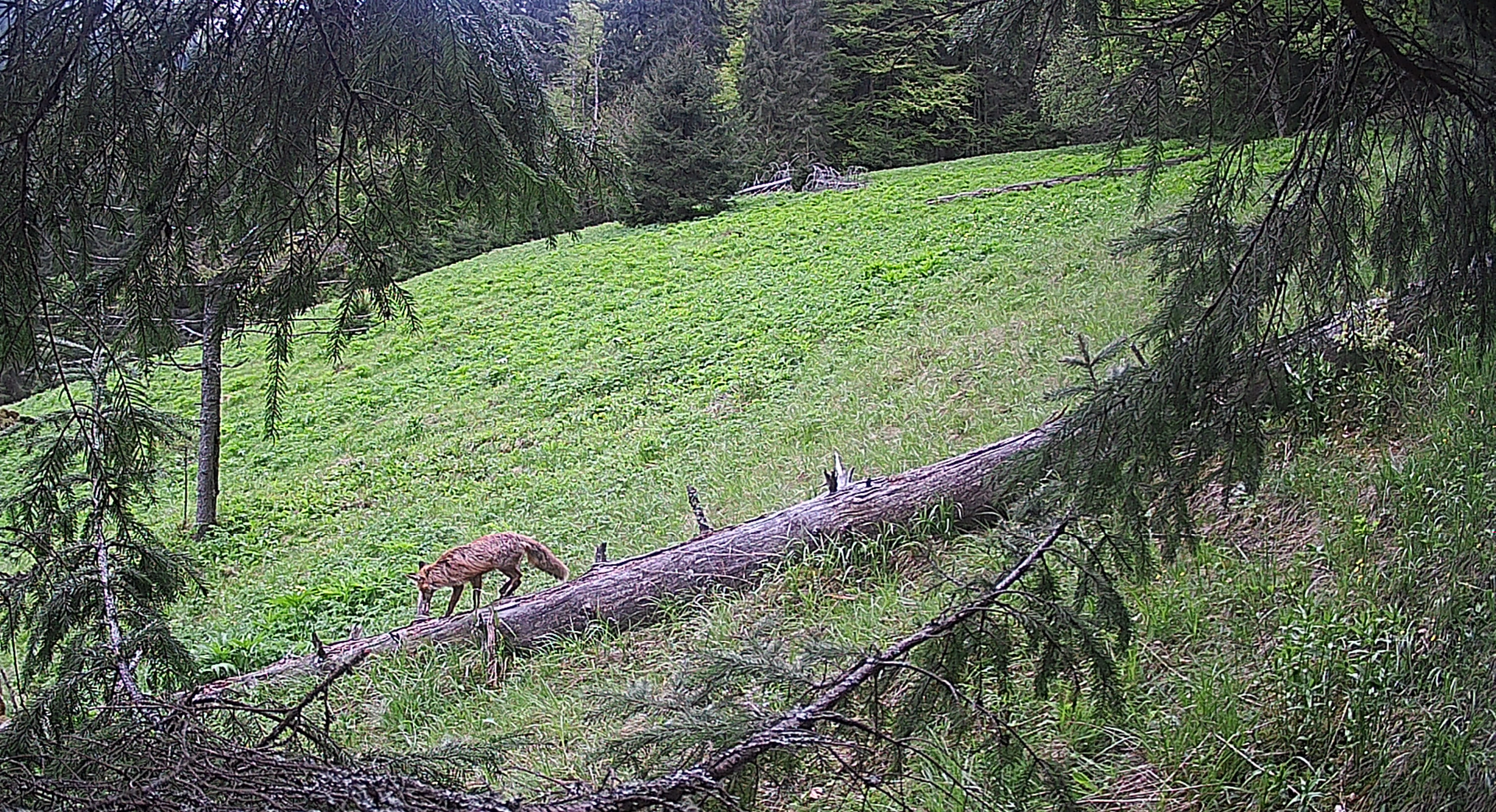 тварини карпати