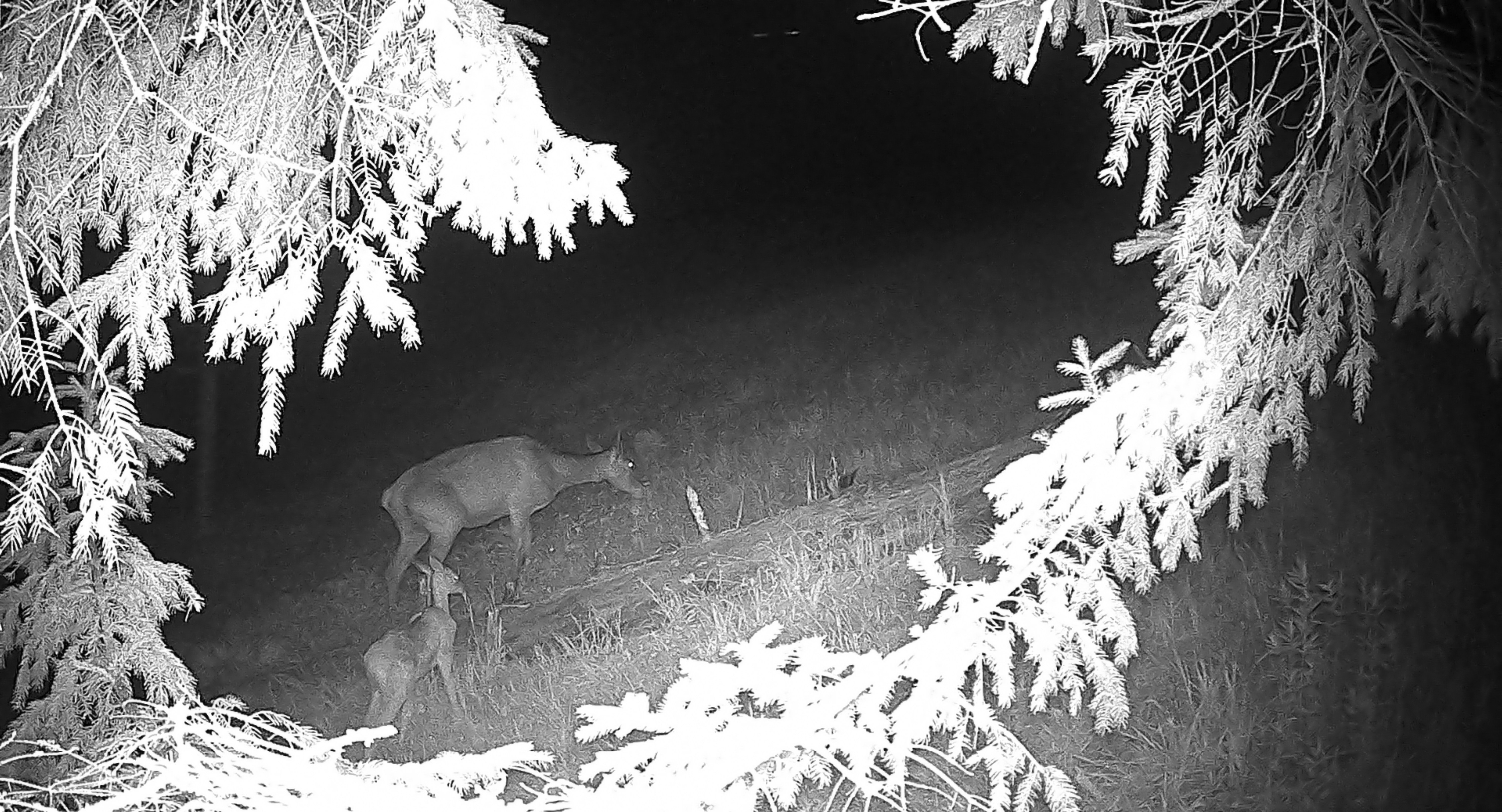 Усі фото: WWF-Україна