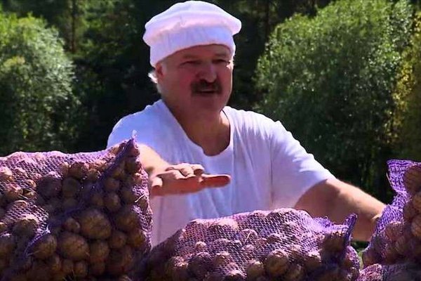 Білорусь імпортує картоплю. Та ще й з України