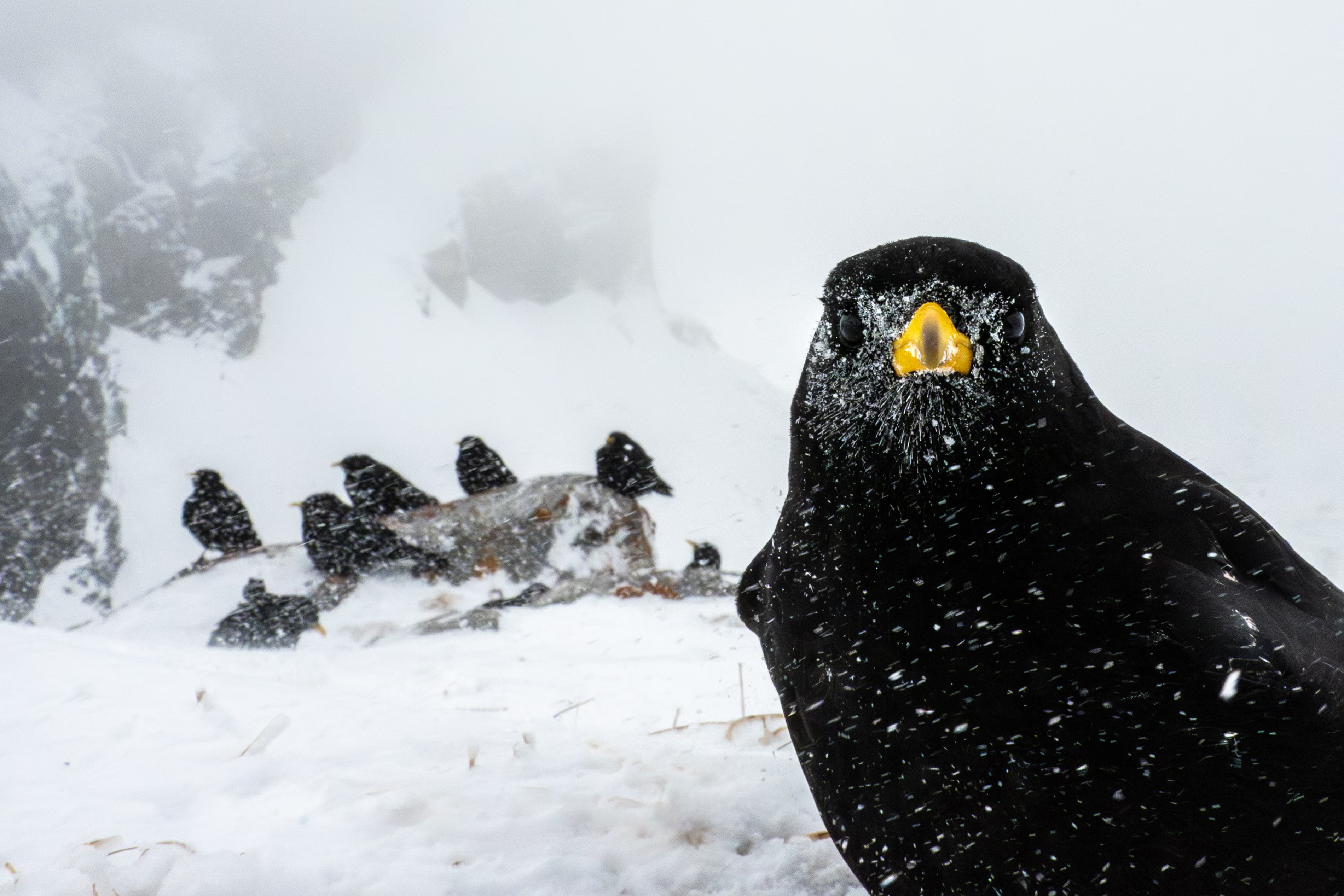 Альпійська галка ( Pyrrhocorax graculus ) у Бернських Альпах, Швейцарія. Фото: Андре Аббенхаус