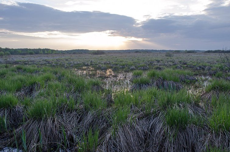 Бондарівське болото у Міжрічинському РЛП: фото Viktor Yepishin