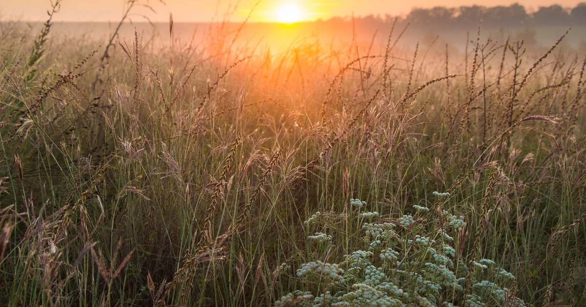 How war and agribusiness are destroying Ukrainian steppes
