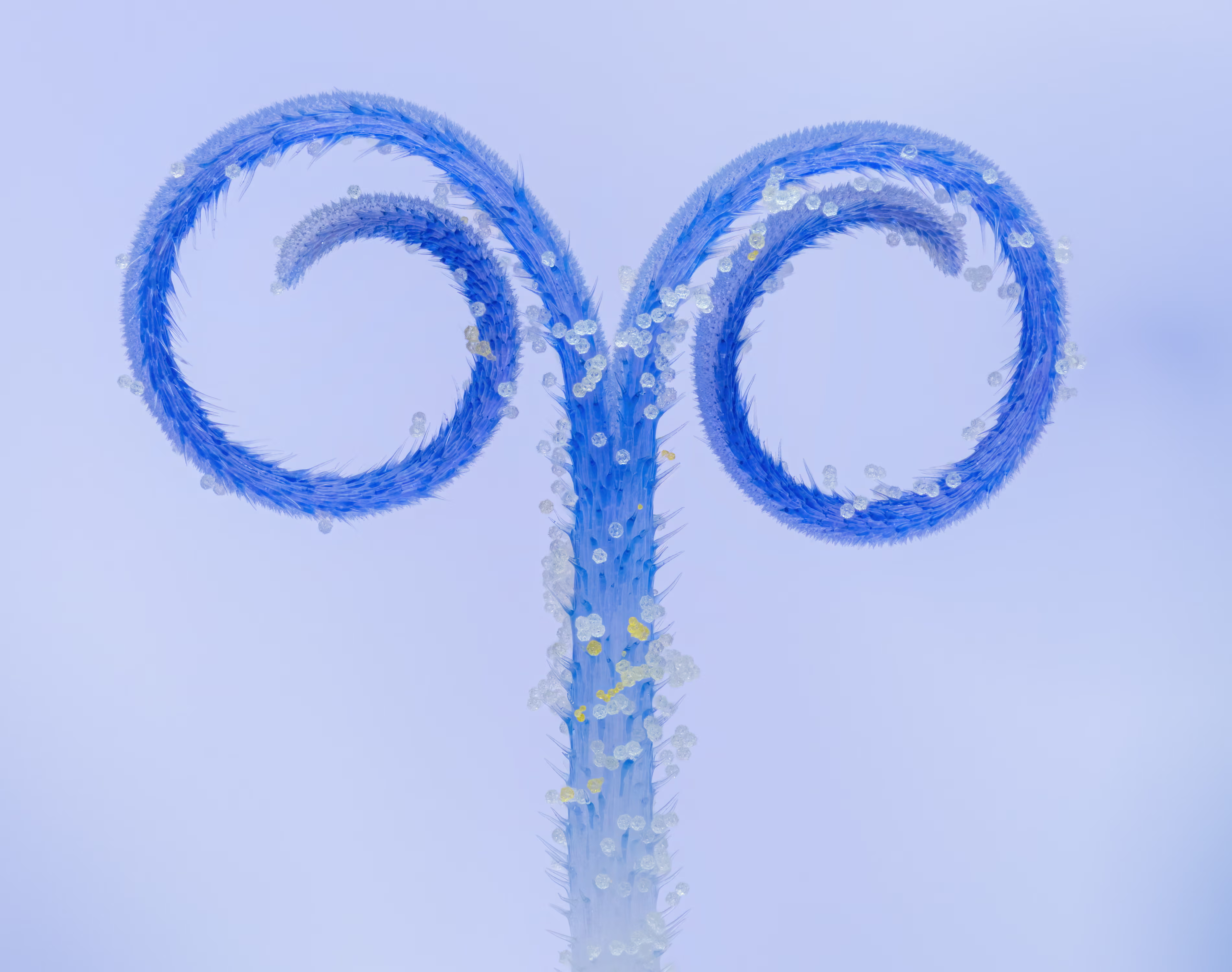 Знімок збільшеної тичинки квітки, вкритої пилком, який зробив австрієць Манфер Ауер.