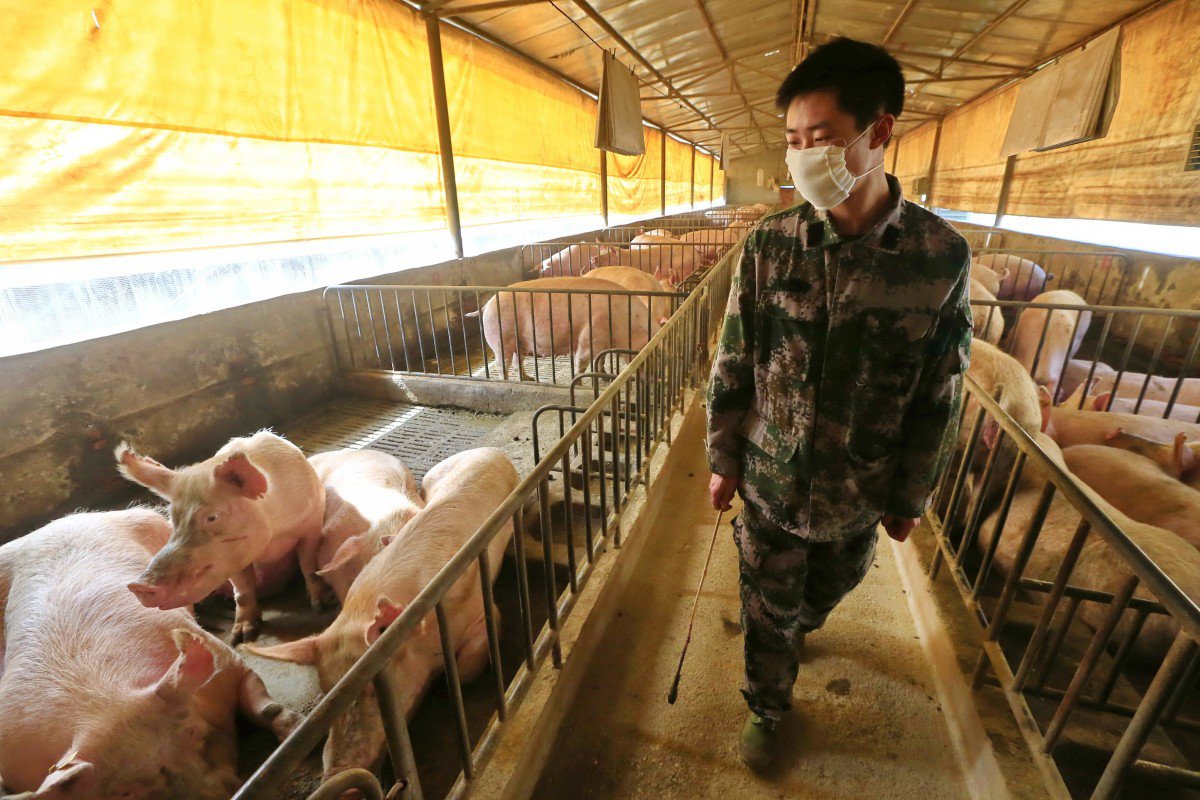 Промислове свинарство – один із чинників ризику: фото EPA
