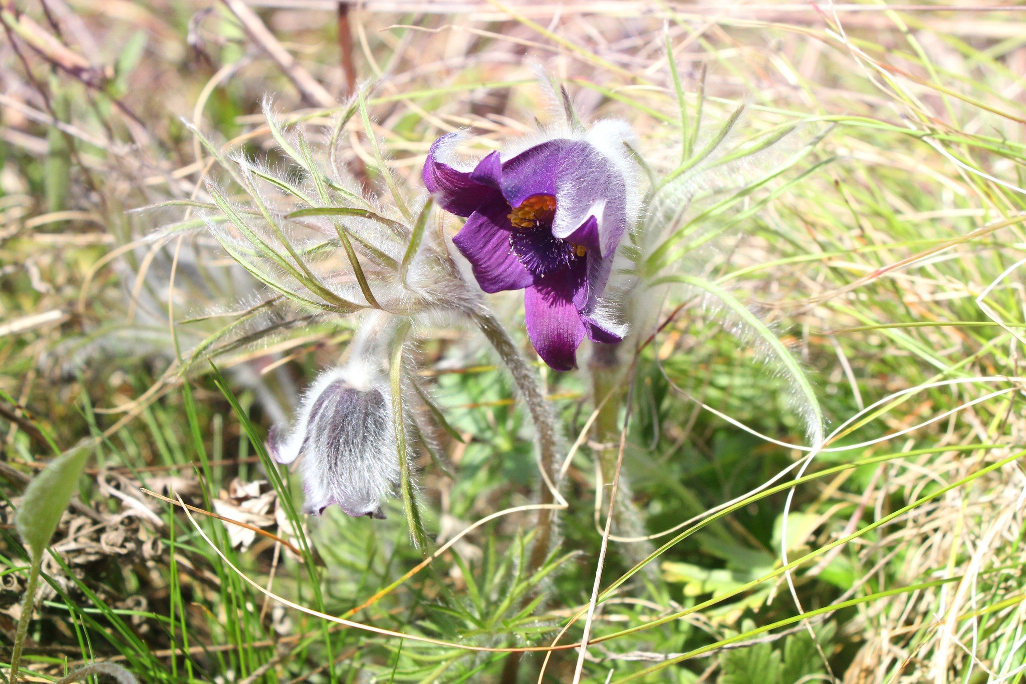 Сон лучний (Pulsatilla pratensis). ЧКУ