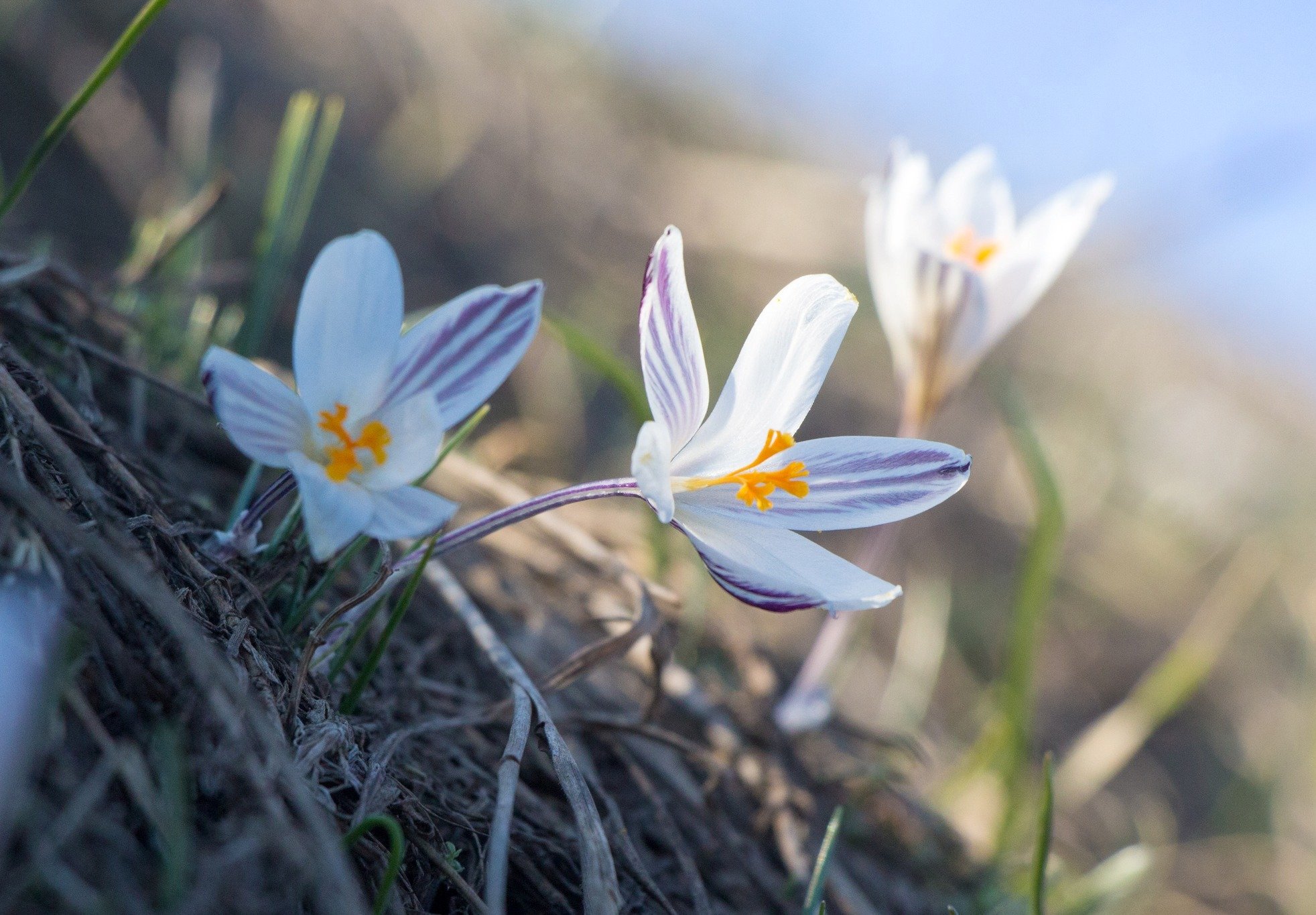 Фото та підписи тут і далі: Любов Ільмінська. Шафран сітчастий (Crocus reticulatus). Червона книга України (ЧКУ)