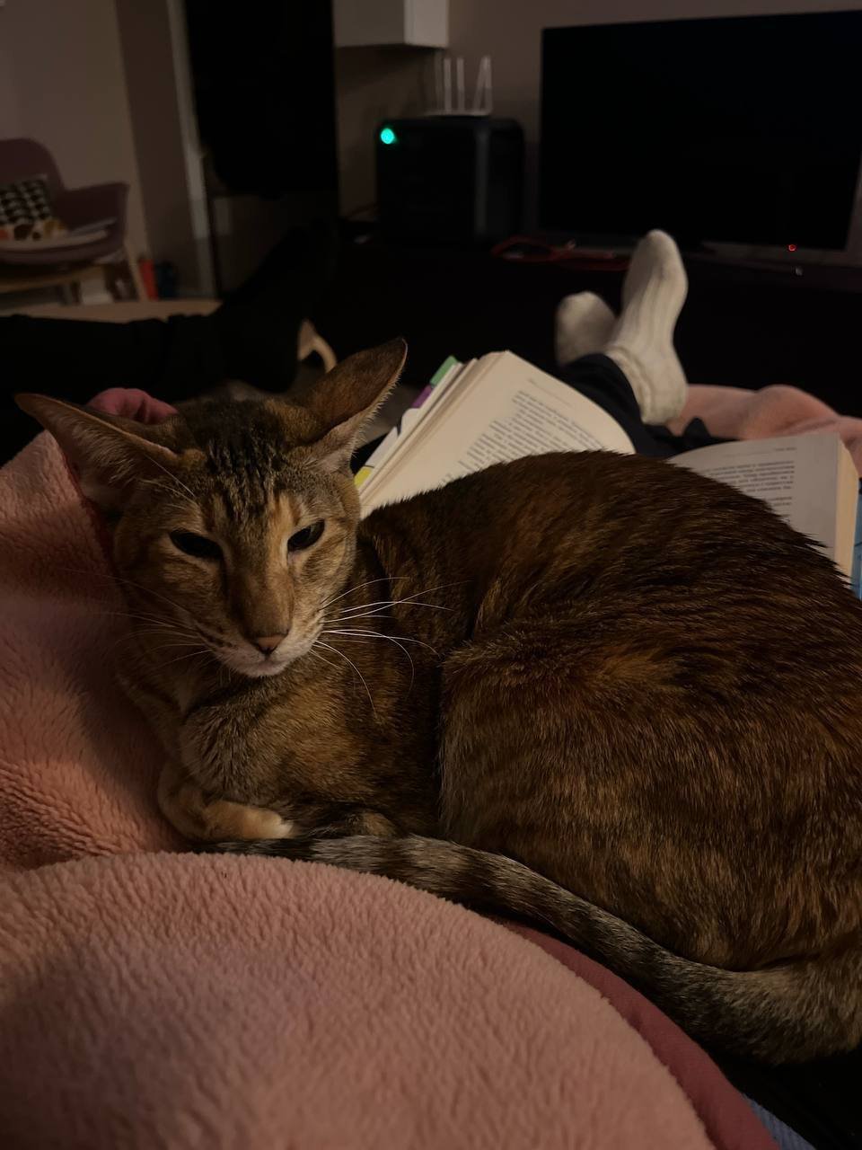 Iryna with her cats during a blackout