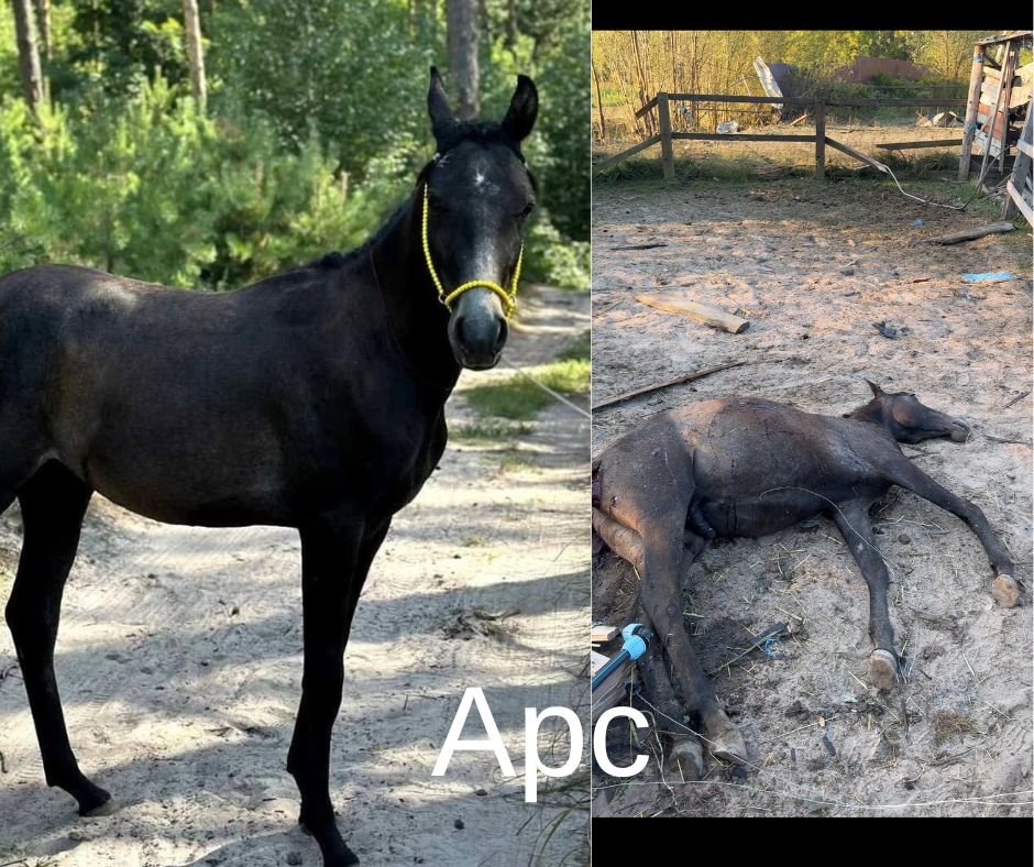 Арс