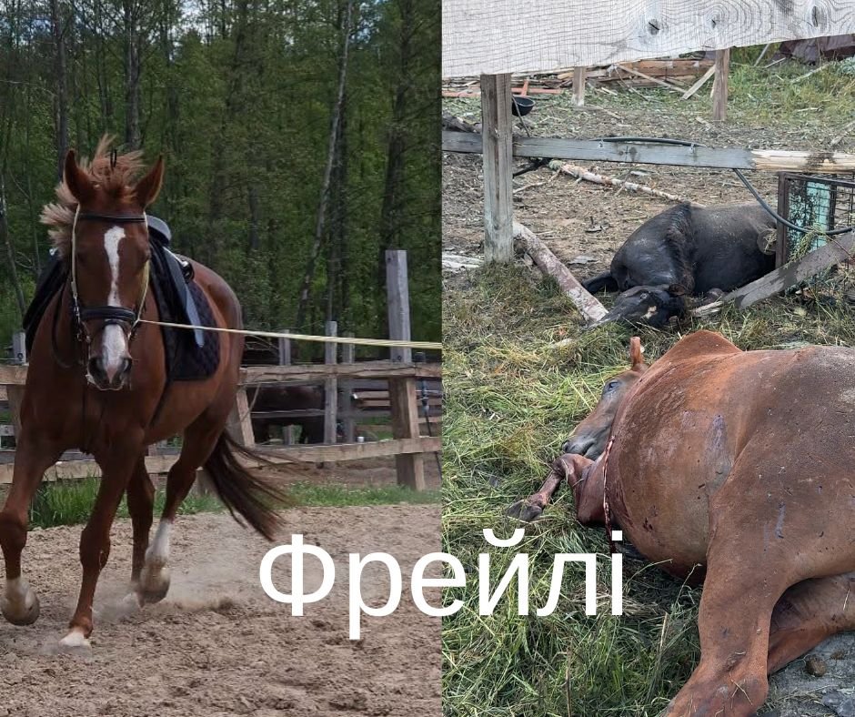Фрейлі