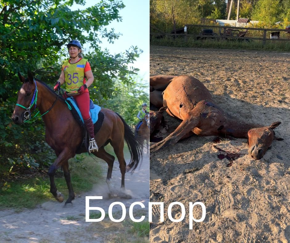 Усі колажі: Всеукраїнська федерація кінного спорту