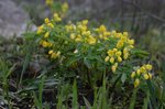 Попередній перегляд Оставник одеський (Gymnospermium odessanum) – ендемічний вид рослин, поширений тільки у Північному Причорномор'ї, фото Дар'я Ширяєва