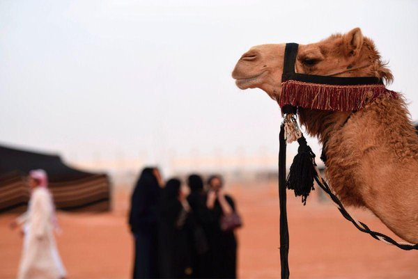 З конкурсу краси верблюдів виключили десятки учасників через ін'єкції ботоксу