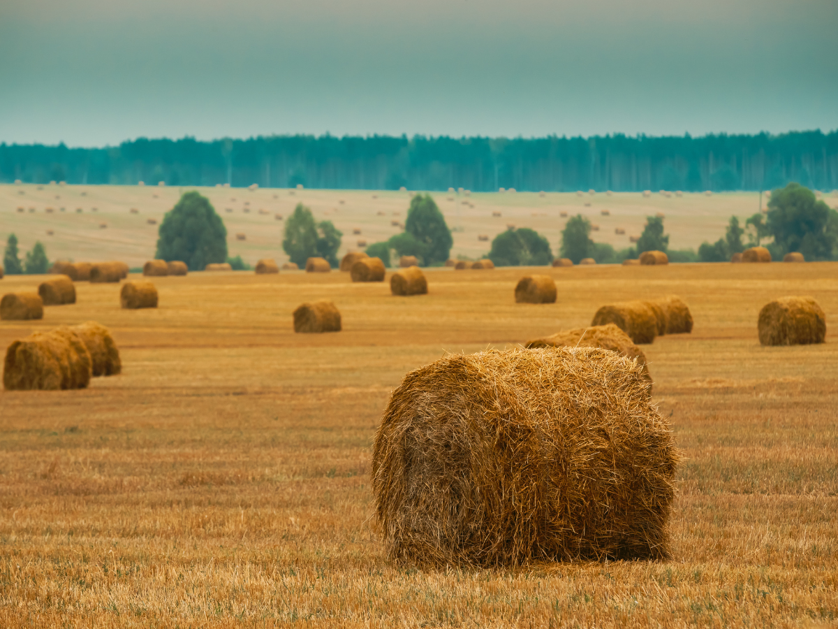 Фото: Синоптик