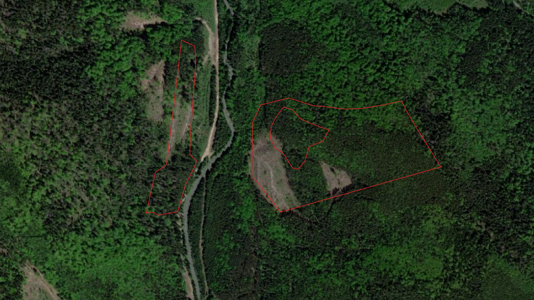 Червоною лінією позначено межі ділянок, на яких планують суцільні санітарні рубки в серпні 2024 року у Вигодському лісовому господарстві