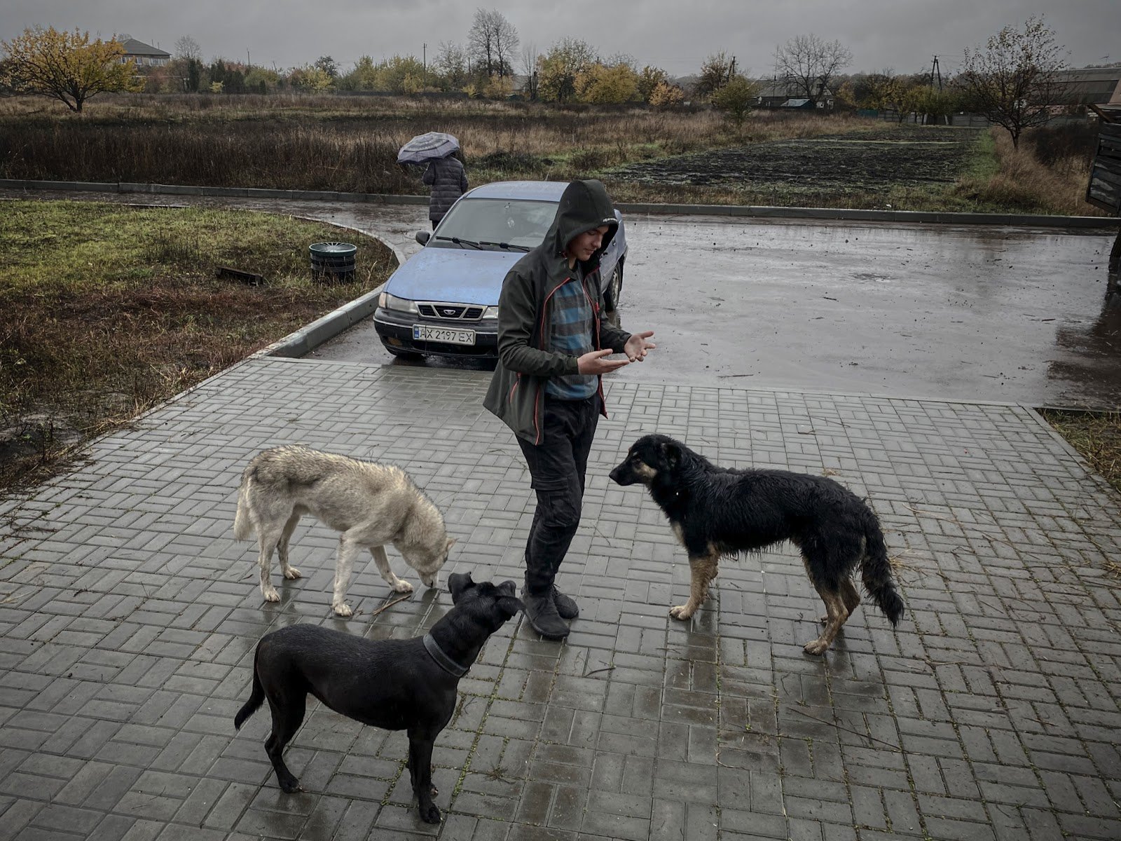 Салтівські собаки шукають поживи. Багато домашніх тварин залишилися покинутими господарями