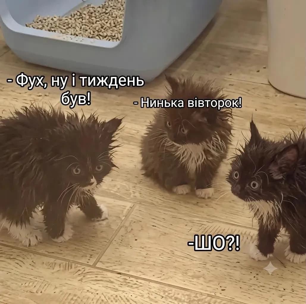 меми