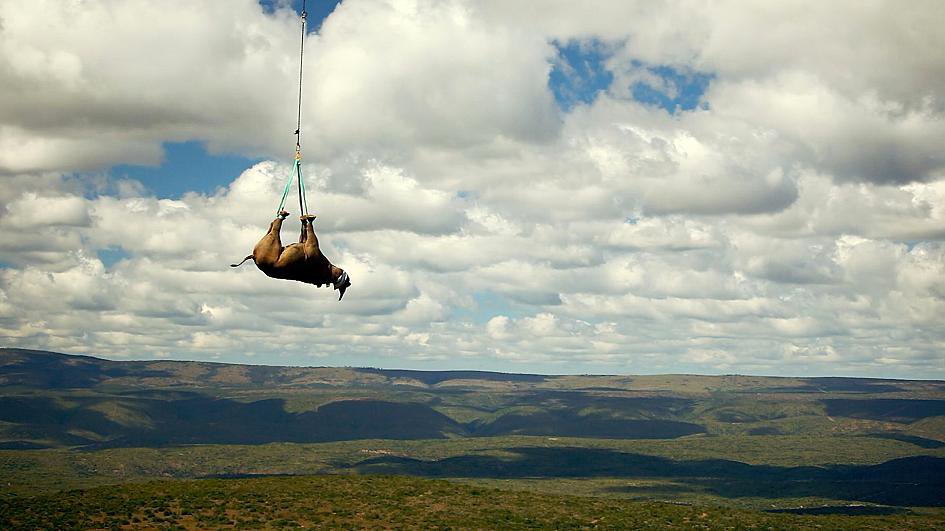 Транквілізований носоріг, підвішений за ноги з гелікоптера: фото  Warren Smart / WWF