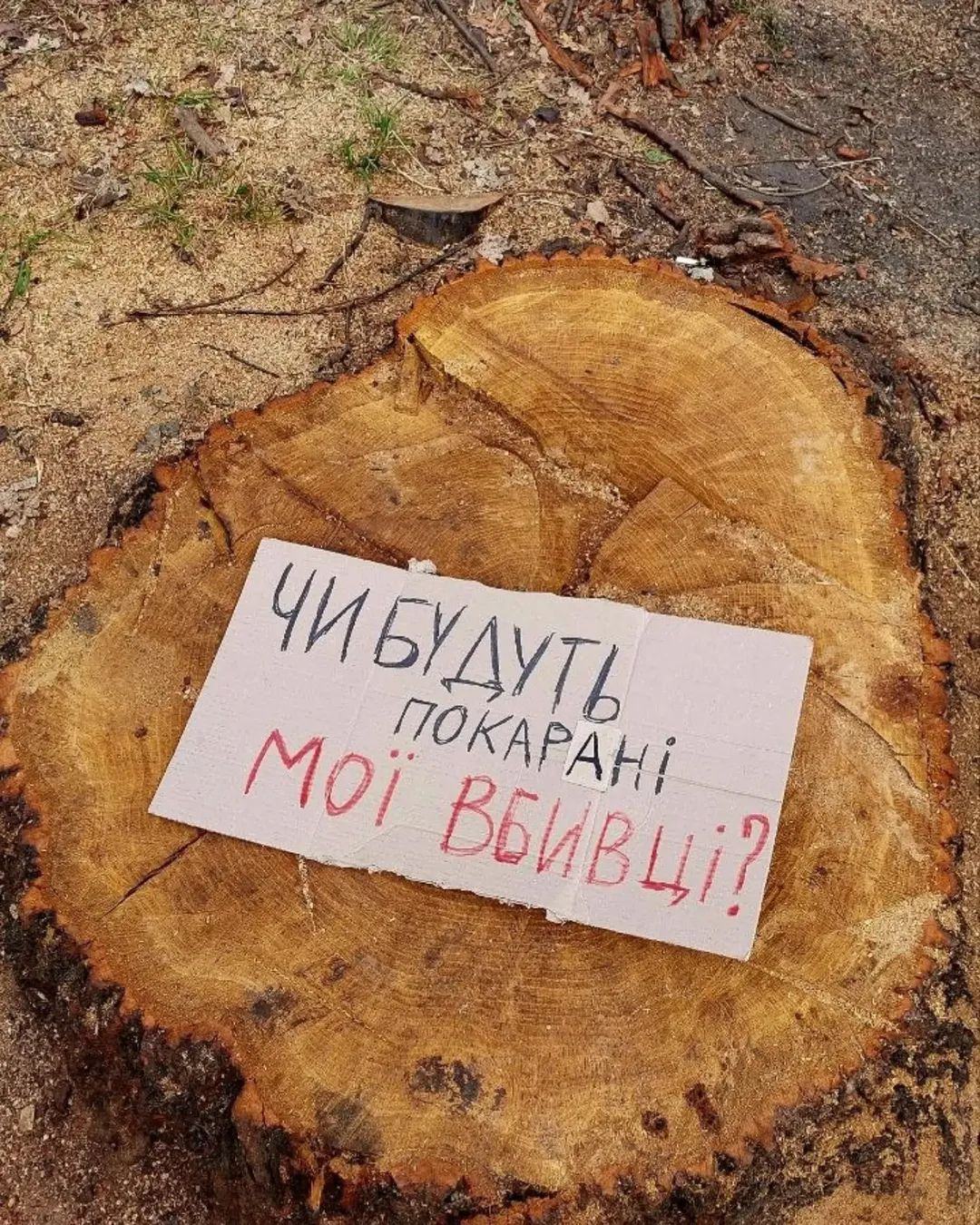 Активісти так прокоментували пеньки від зрізаних дубів на Теремках