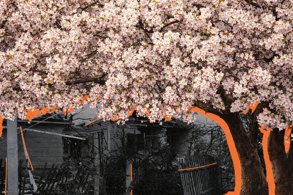 Зритий окопами черешневий сад. Історія від попутника про приазовське село