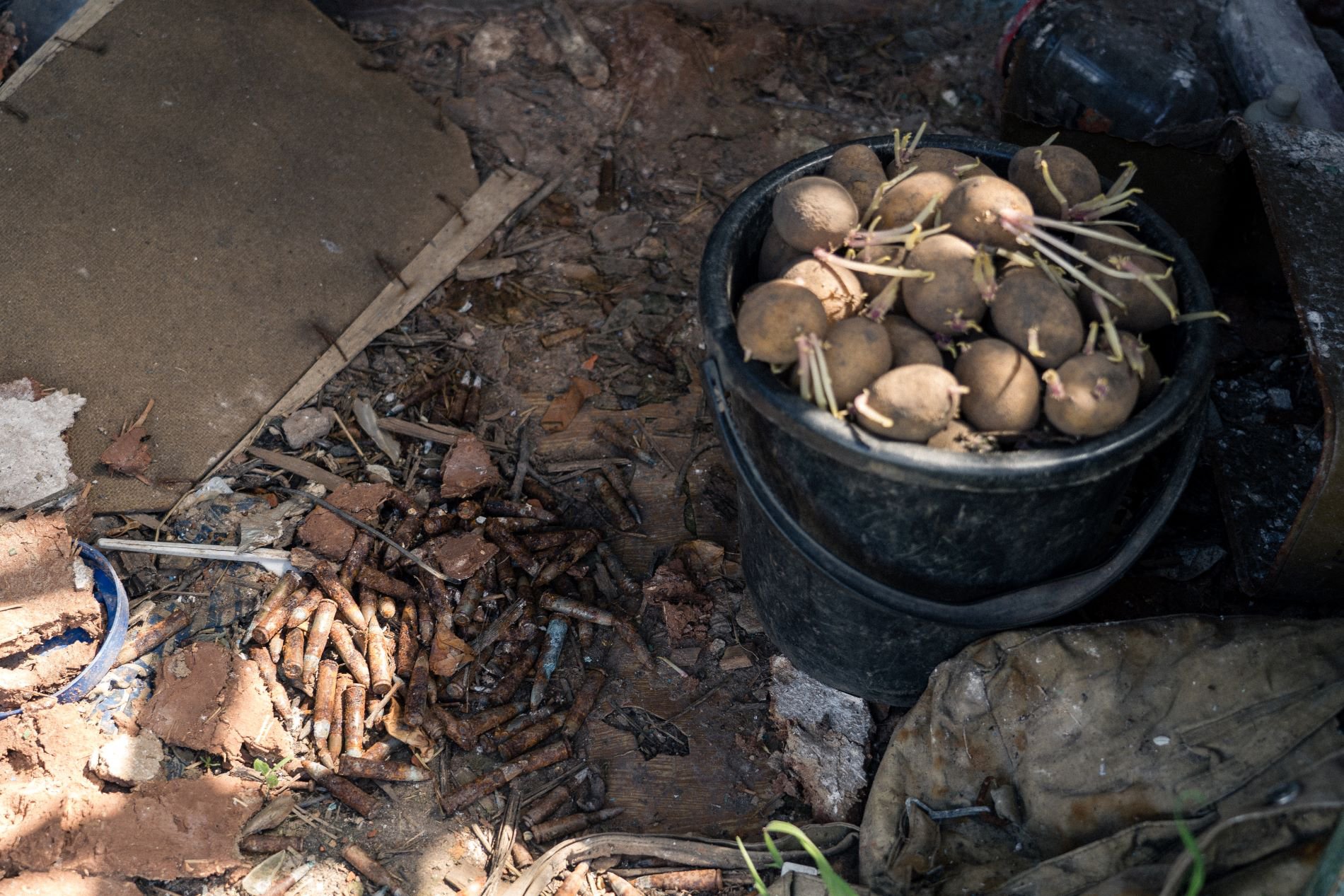 Іржаві гільзи поряд з відром картоплі, заготовленої на посадку