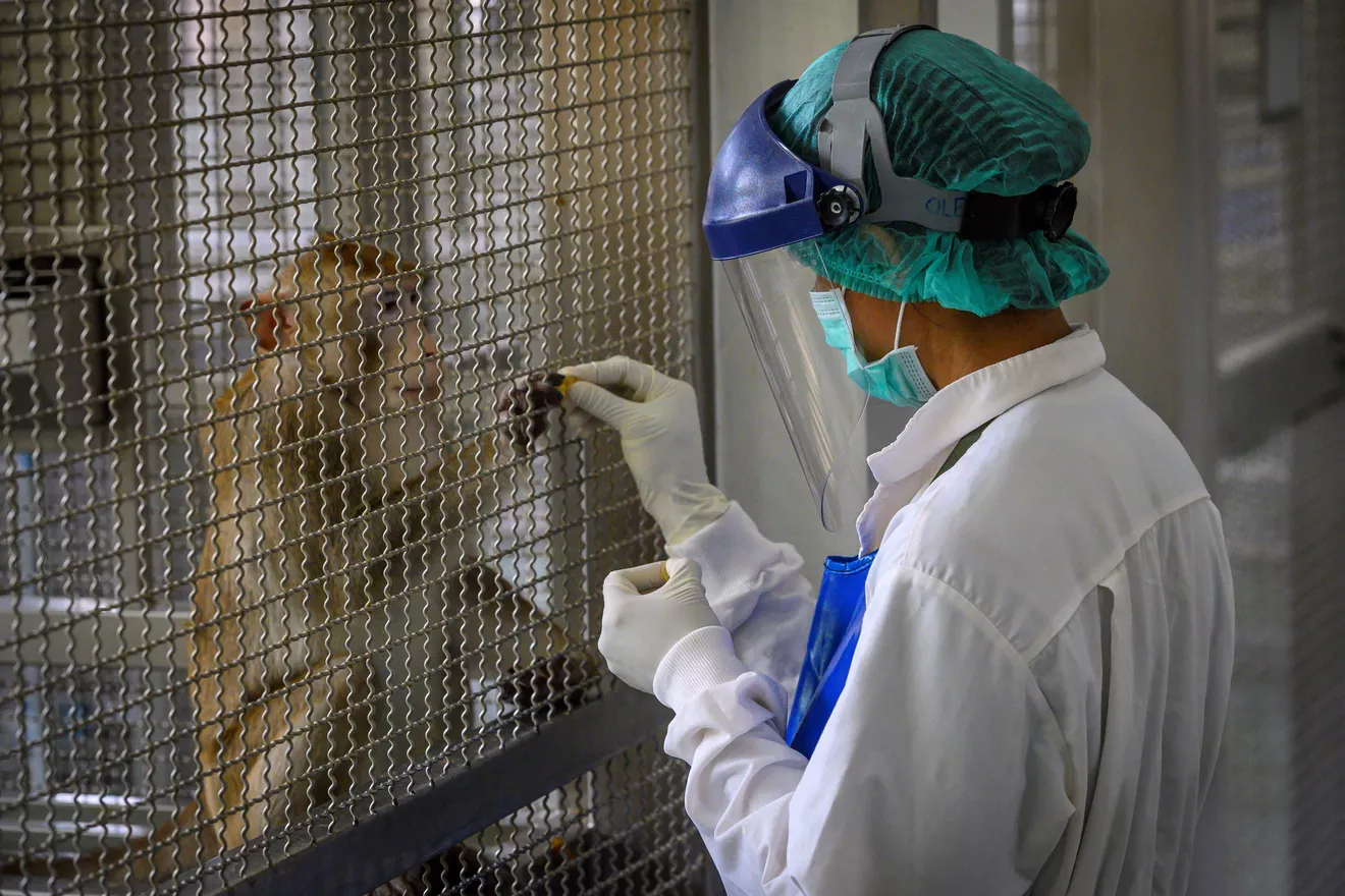 Вакцини часто спершу тестують на тваринах: на цьому макака резус у Таїланді випробовують вакцину від COVID-19. Фото – AFP