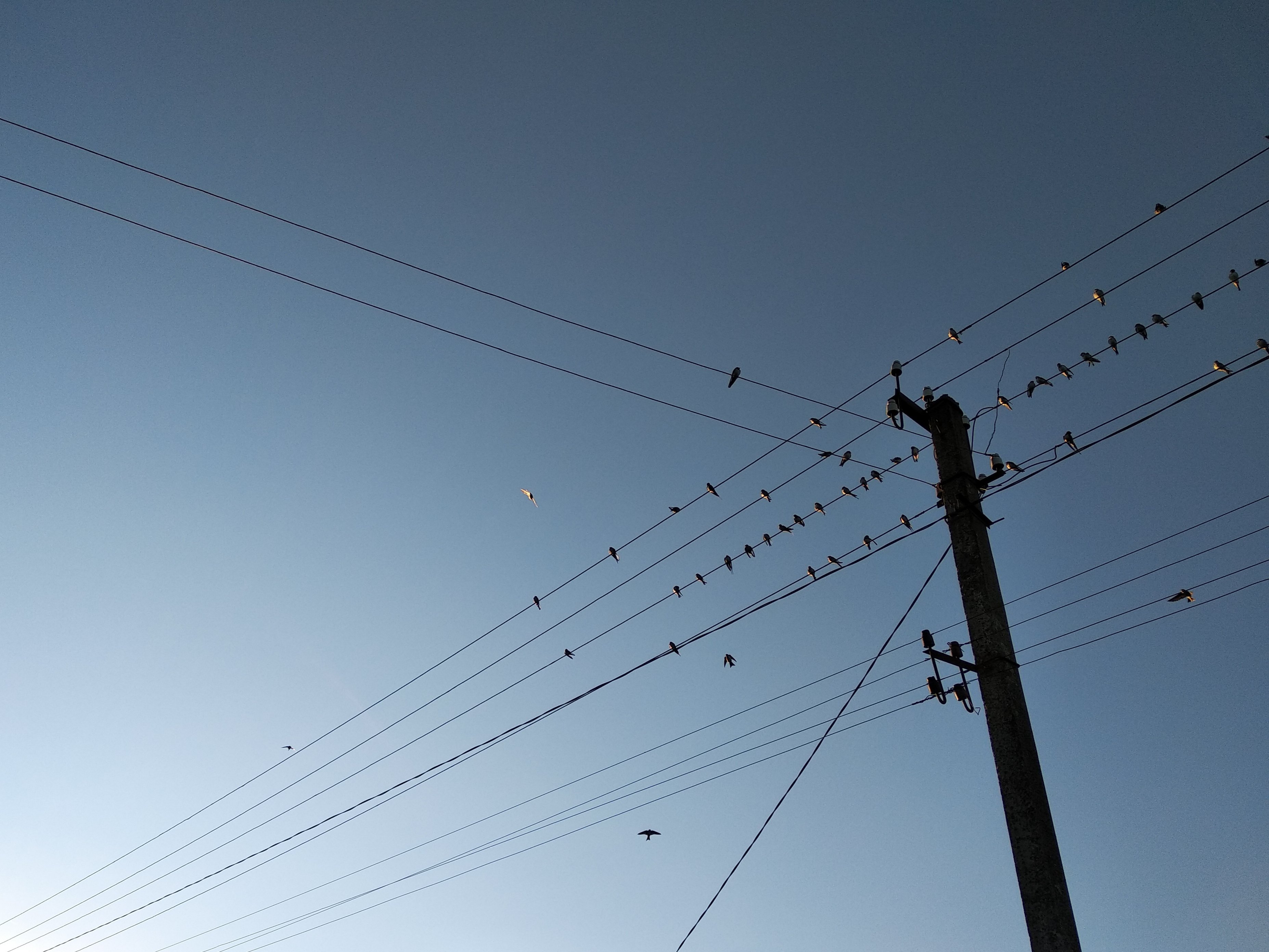 Бьордвотчеру на замітку: птахів найбільше зразу після сходу сонця