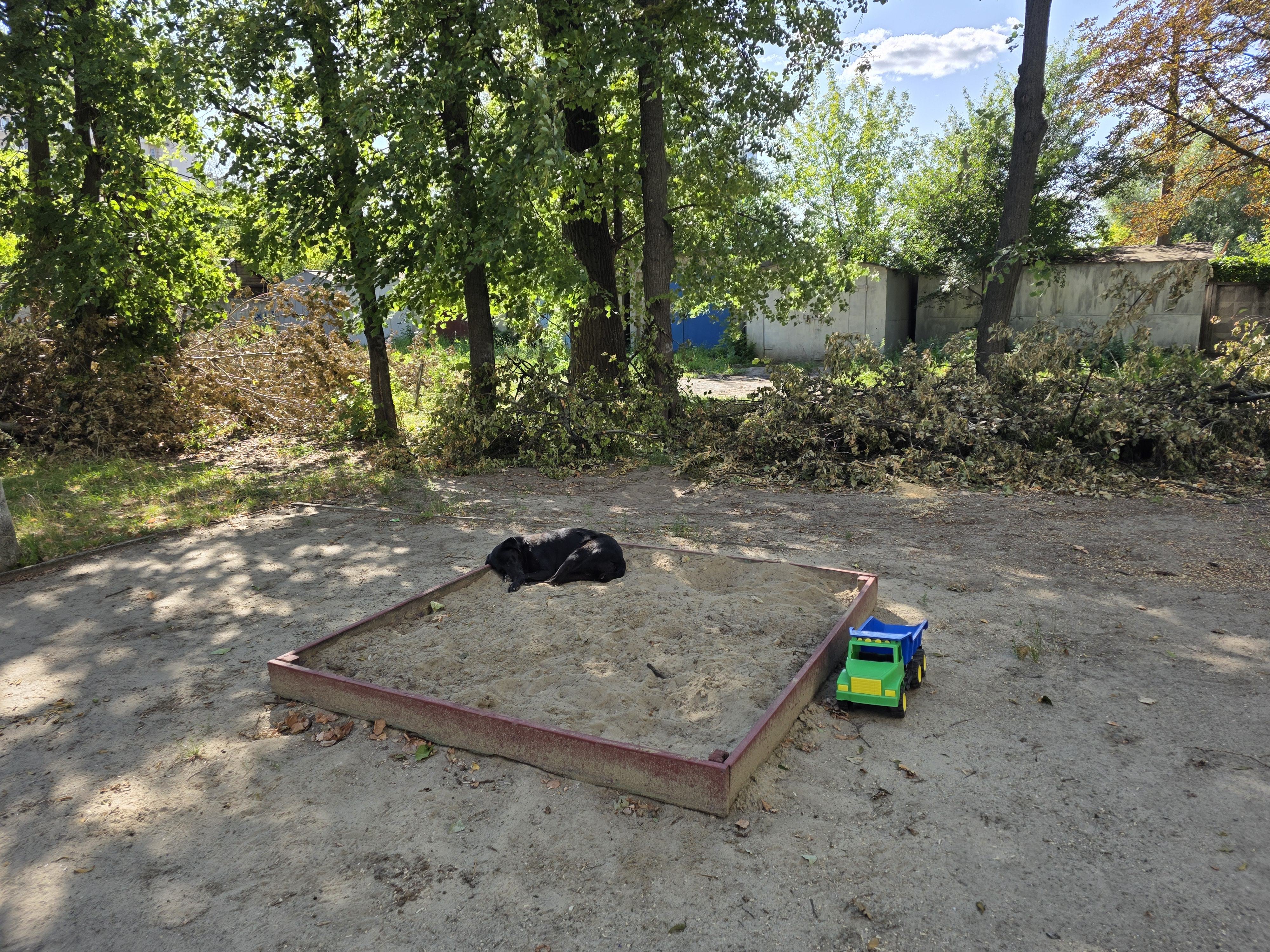 Парк на Теремках. В пісочниці на дитмайданчику спить собака з кліпсою у вусі