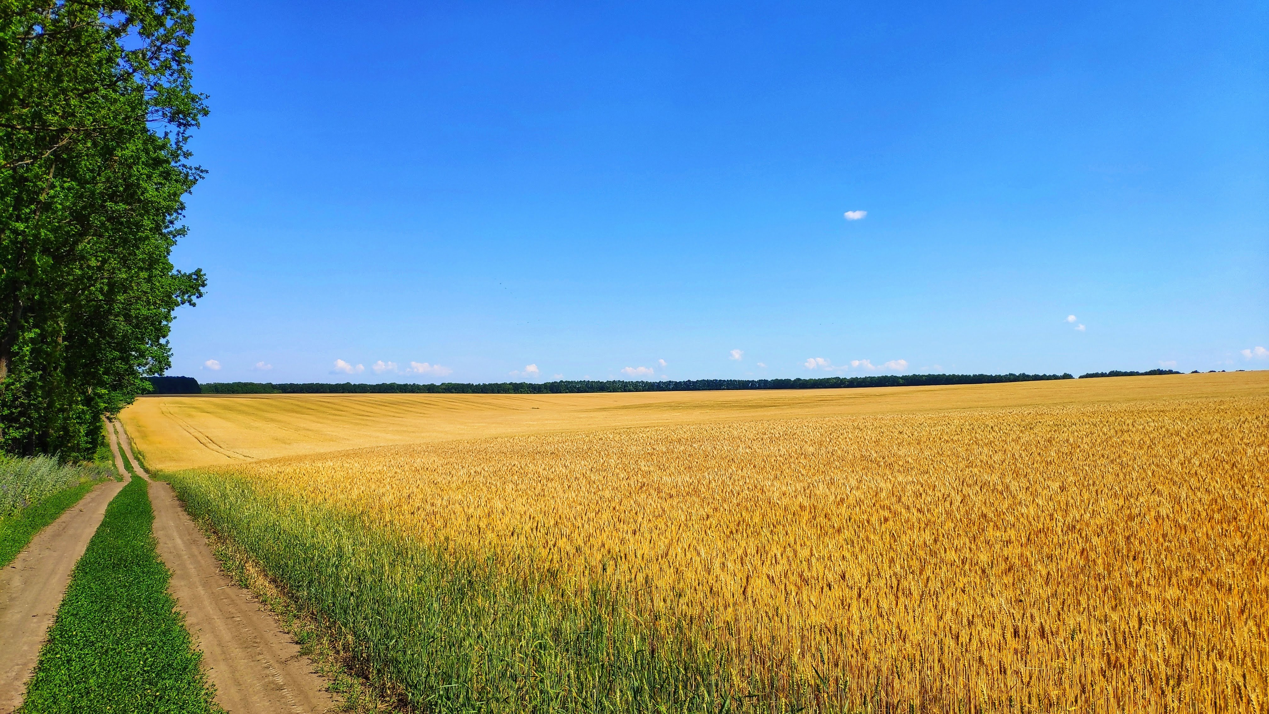 Фото: Вікіпедія