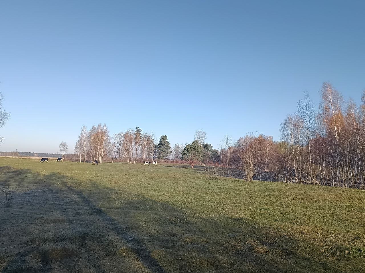 Поліський краєвид у селі Зорин на Київщині