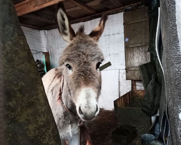 Using donkeys. Russians have large-scale problems with military vehicles