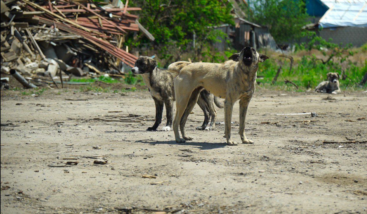 Залишені собаки на вулицях Кізомиса