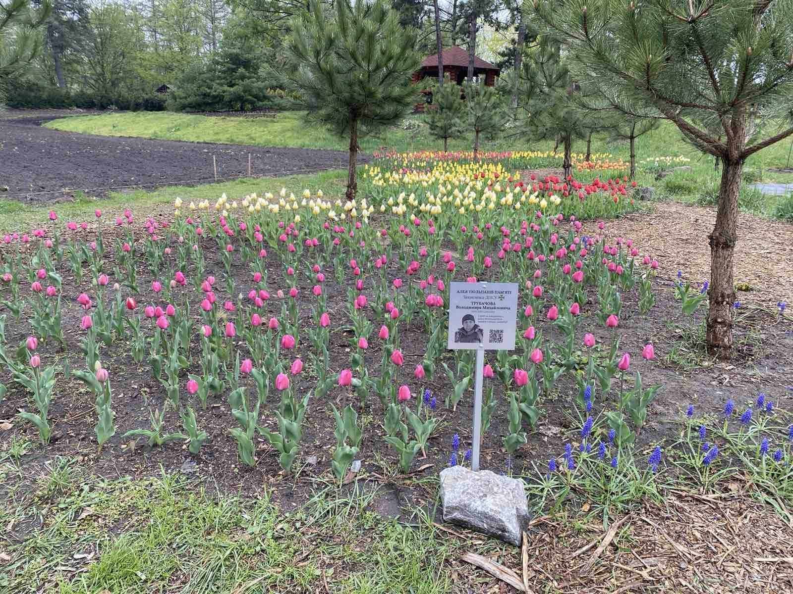 The alley of tulips that Svitlana planted in the Kyiv botanical garden in memory of her husband