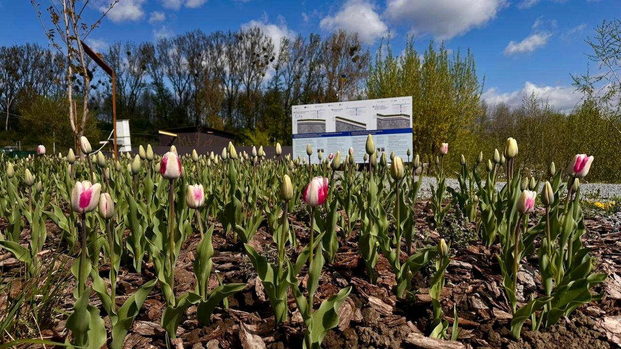 Тюльпани на території колишнього сміттєзвалища під Грибовичами