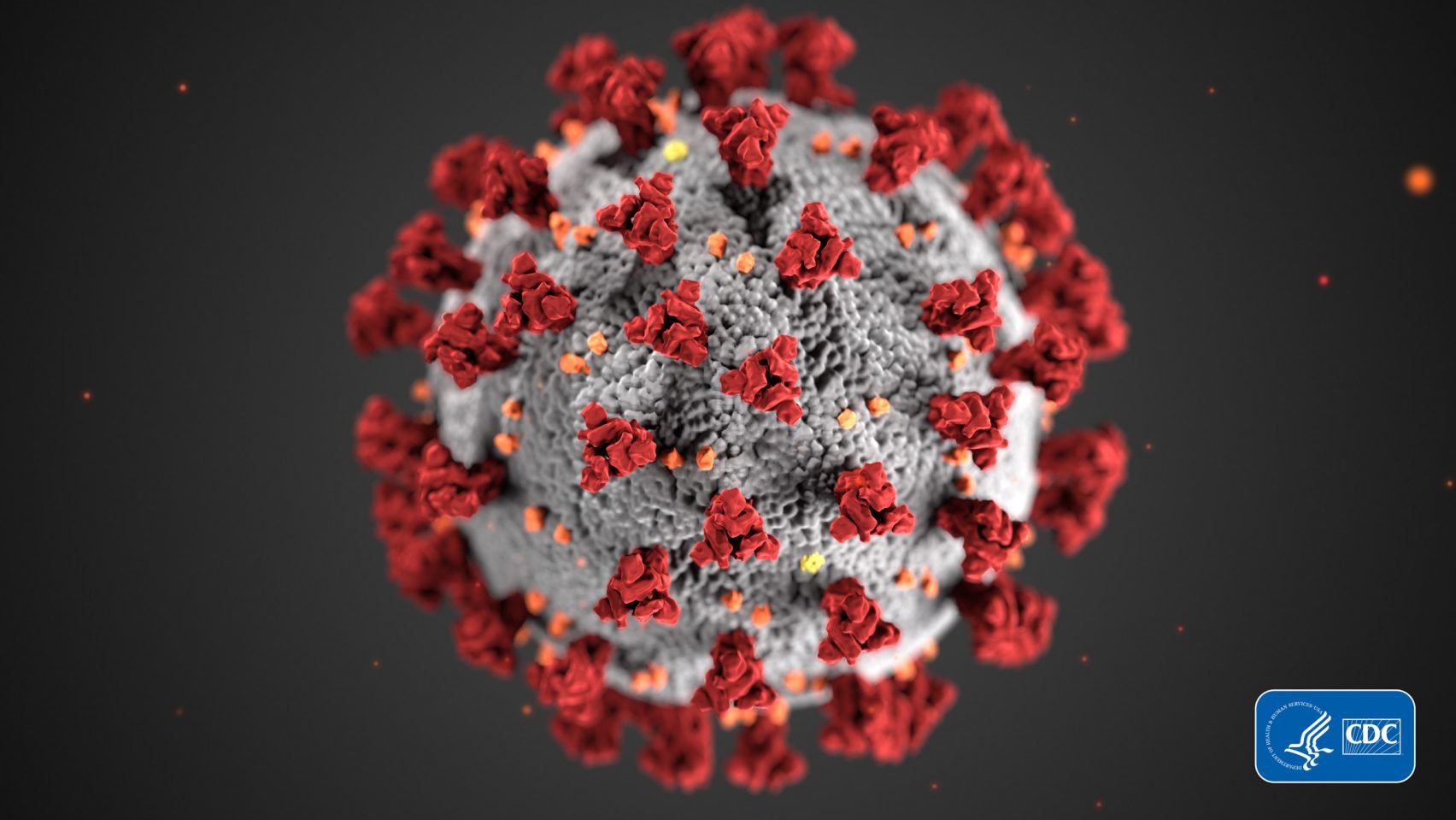 coronavirus-covid-19-illustation-cdc-medical-illustrator-dan-higgins_dezeen_2364_col_3-1704x959.jpg