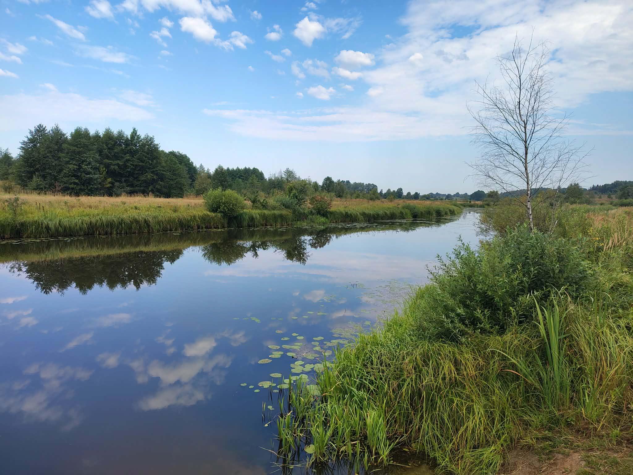 Плесо річки Тня заростає лататтям. Фото автора