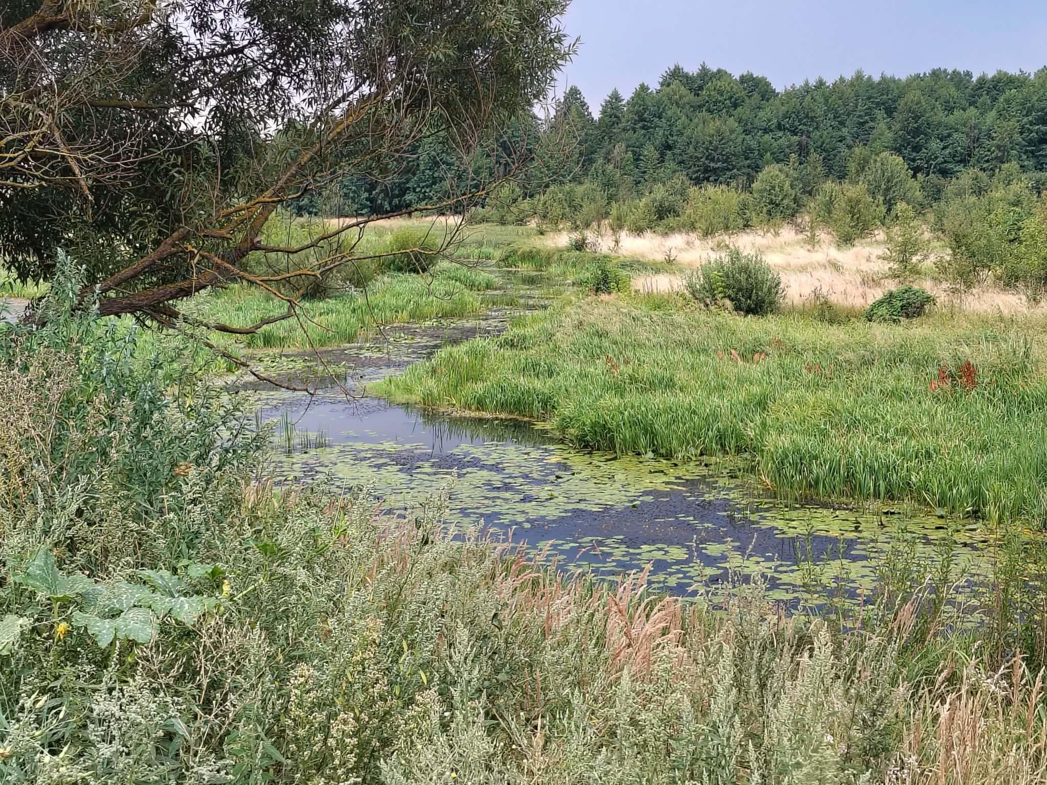 заросле плесо річки Тня