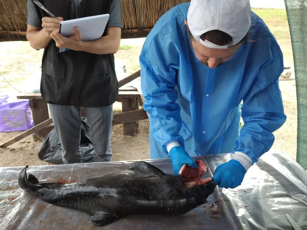 Павло Гольдін здійснює розтин одного із загиблих китоподібних. Джерело: НПП “Тузлівські лимани”