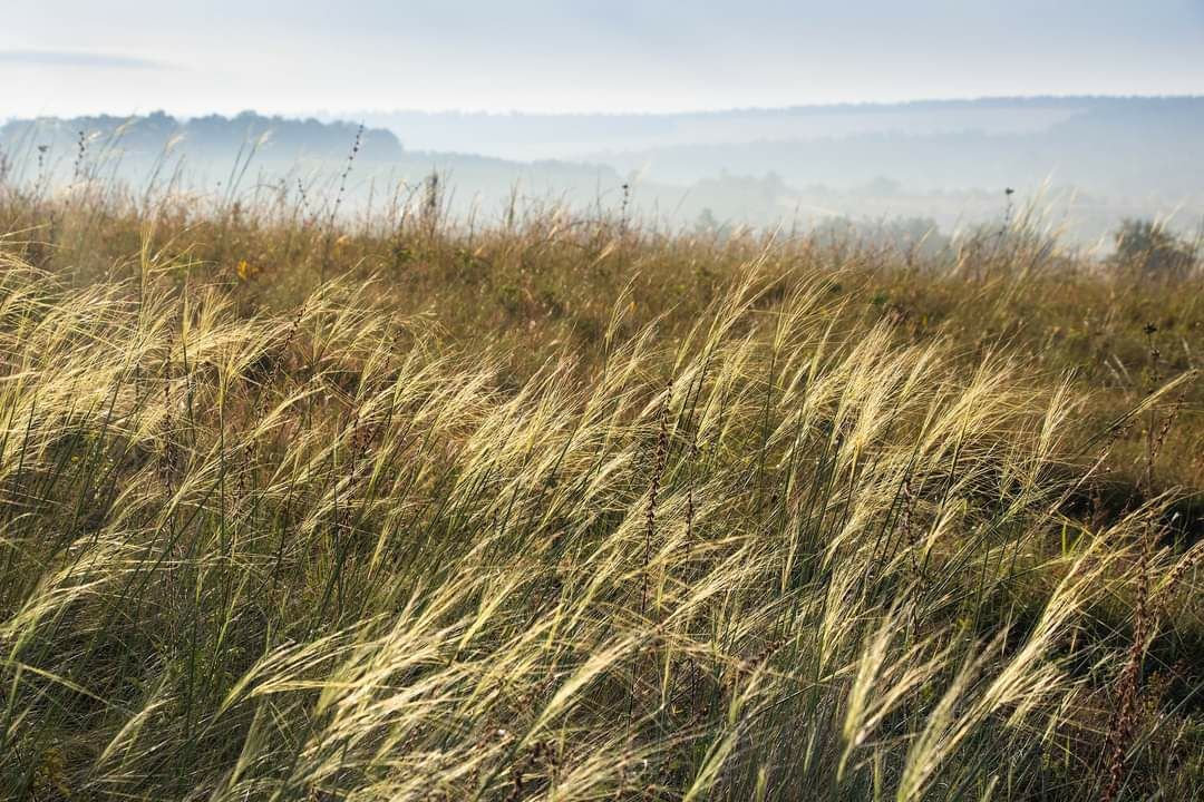 How war and agribusiness are destroying Ukrainian steppes — Тексти.org.ua