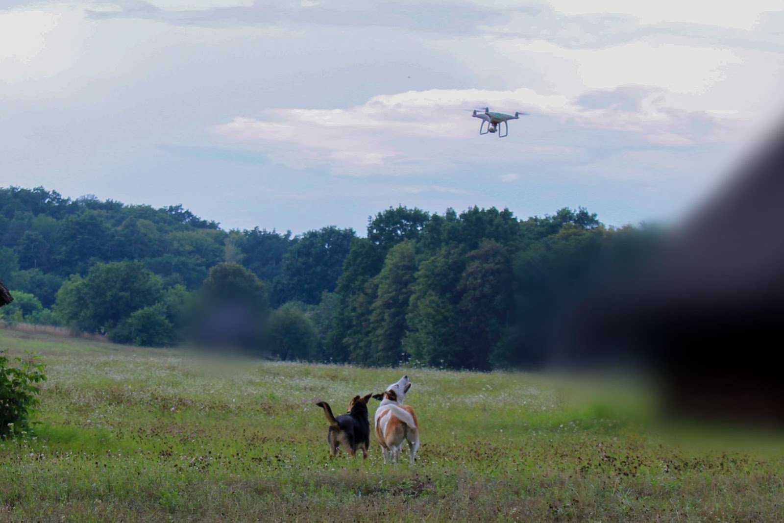 Собаки бігають за дроном на навчальному полігоні