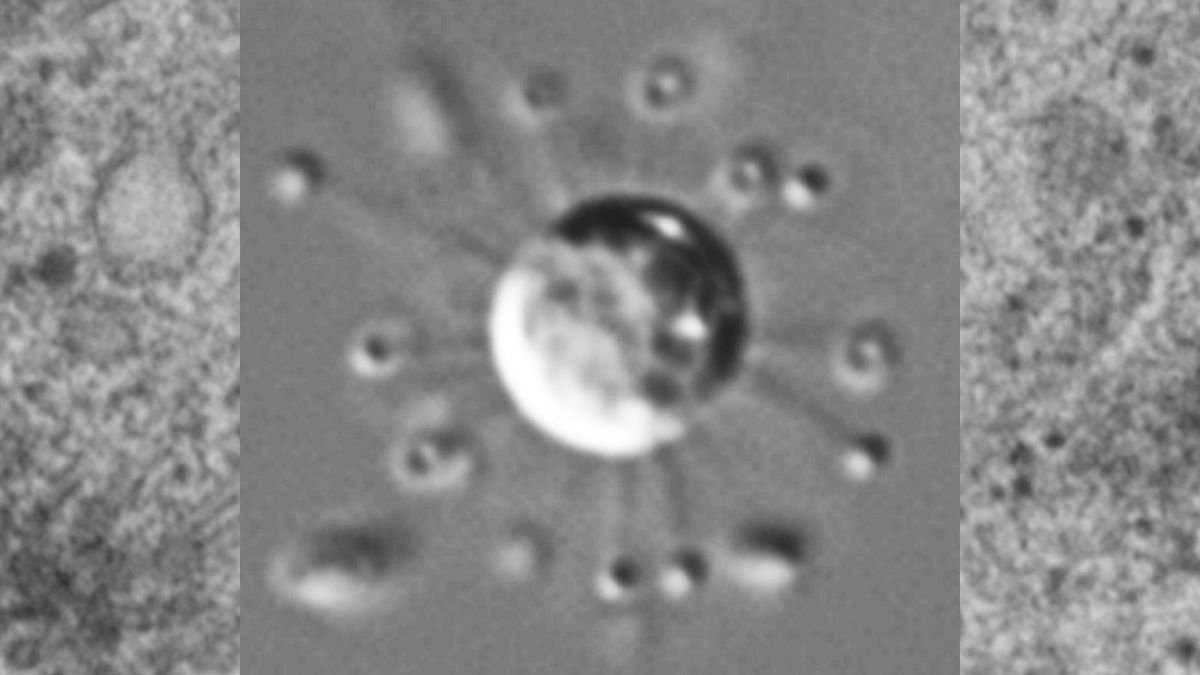 Valt et al., Nature , 2025